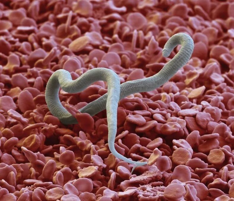 Information about human parasites