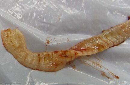 In vivo parasites